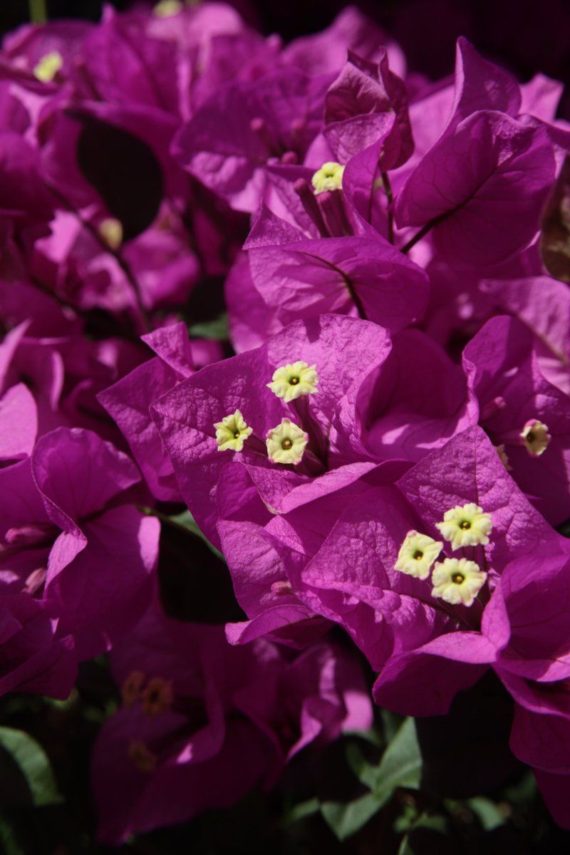 Bougainvillea 🤗 #Photography #Flowers