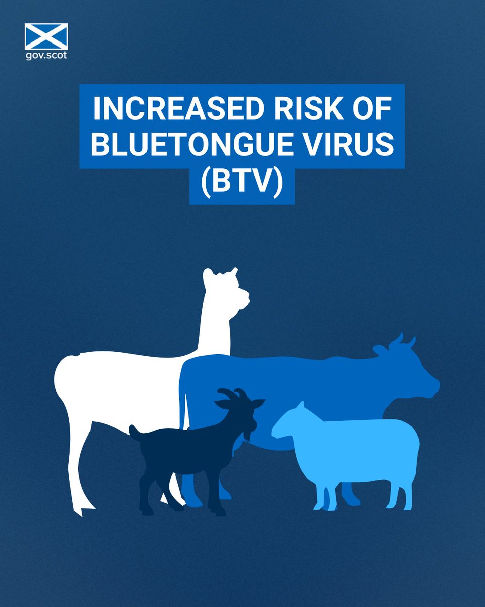 The latest #bluetongue virus risk assessment has been released. Please check the latest info ➡️ gov.scot/bluetongue