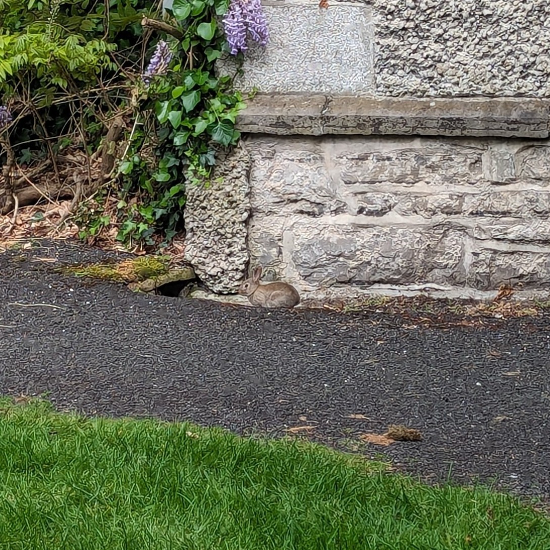 Baby leverets hopping around St Joe's Square on the south campus today 😍🐇 #MaynoothUni #StPatsCollege #Bealtaine