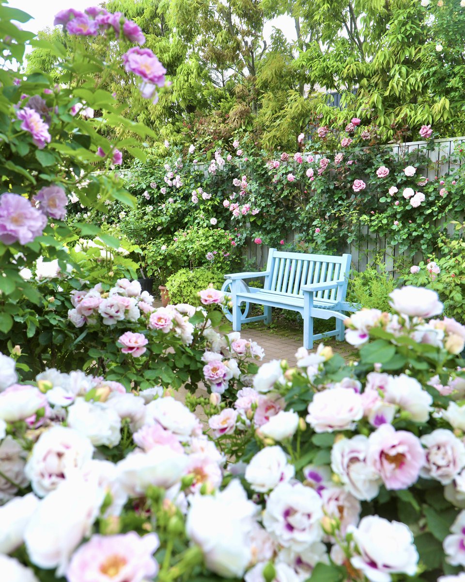 一年で最も美しい季節がやってきた横浜イングリッシュガーデンは、今「ローズ・フェスティバル2024」を開催！  開きたてのバラに出会える早朝プレミアム開園（5/19まで）や期間限定で公開中の「ときめきガーデン」など、バラ咲く散策エリア拡大中です。