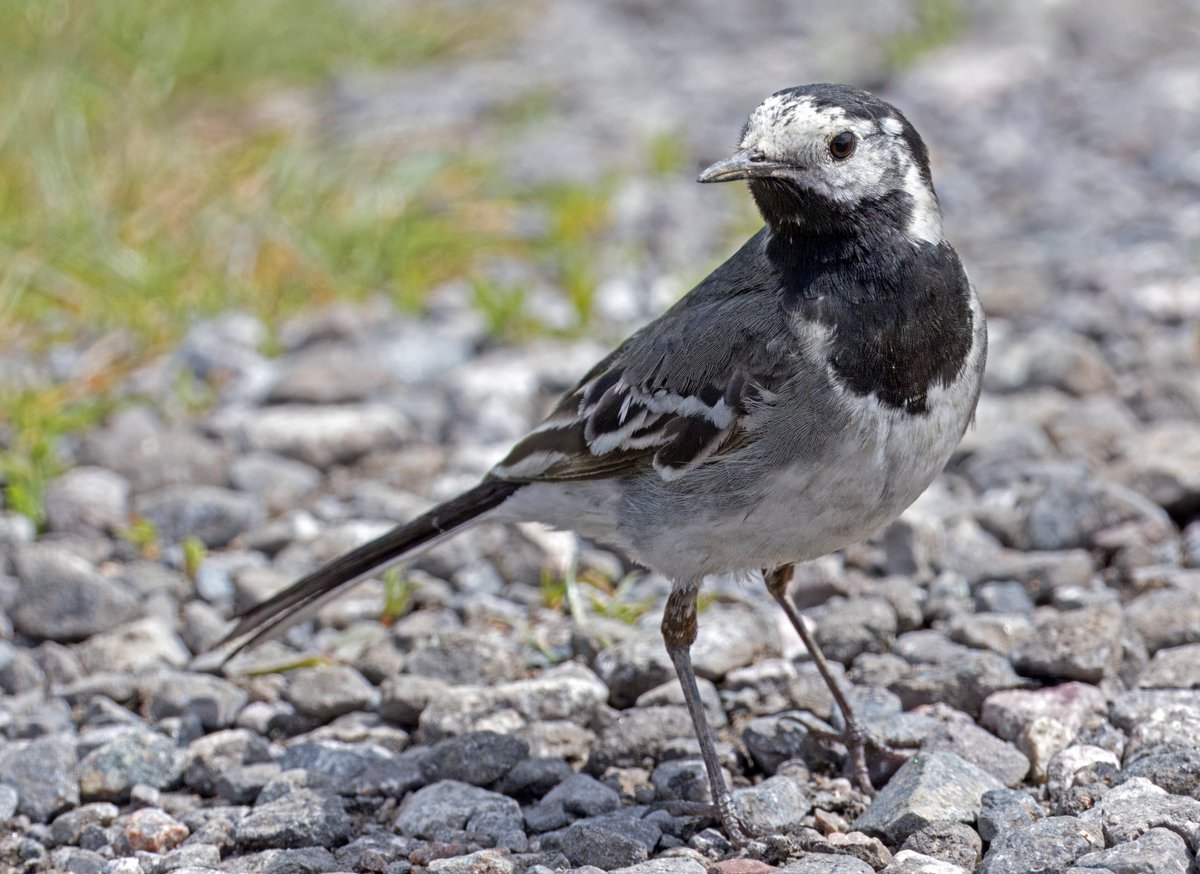 Pied Wagtail. Elmley Kent