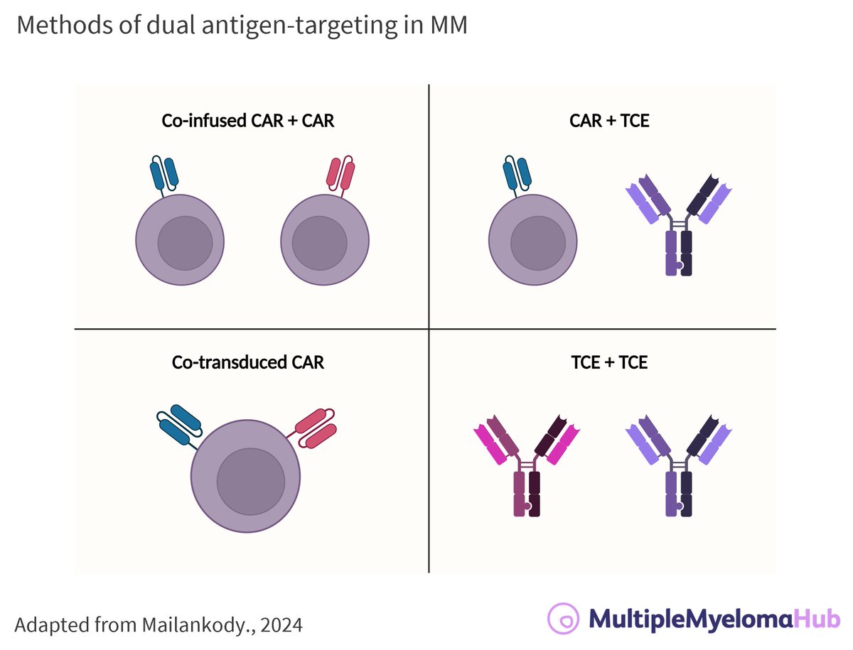Could dual antigen targeting help overcome resistance mechanisms to immune therapies in #MultipleMyeloma? Read our latest article to learn the rationale and preclinical evidence! loom.ly/GMA4hjg #mmsm #myeloma