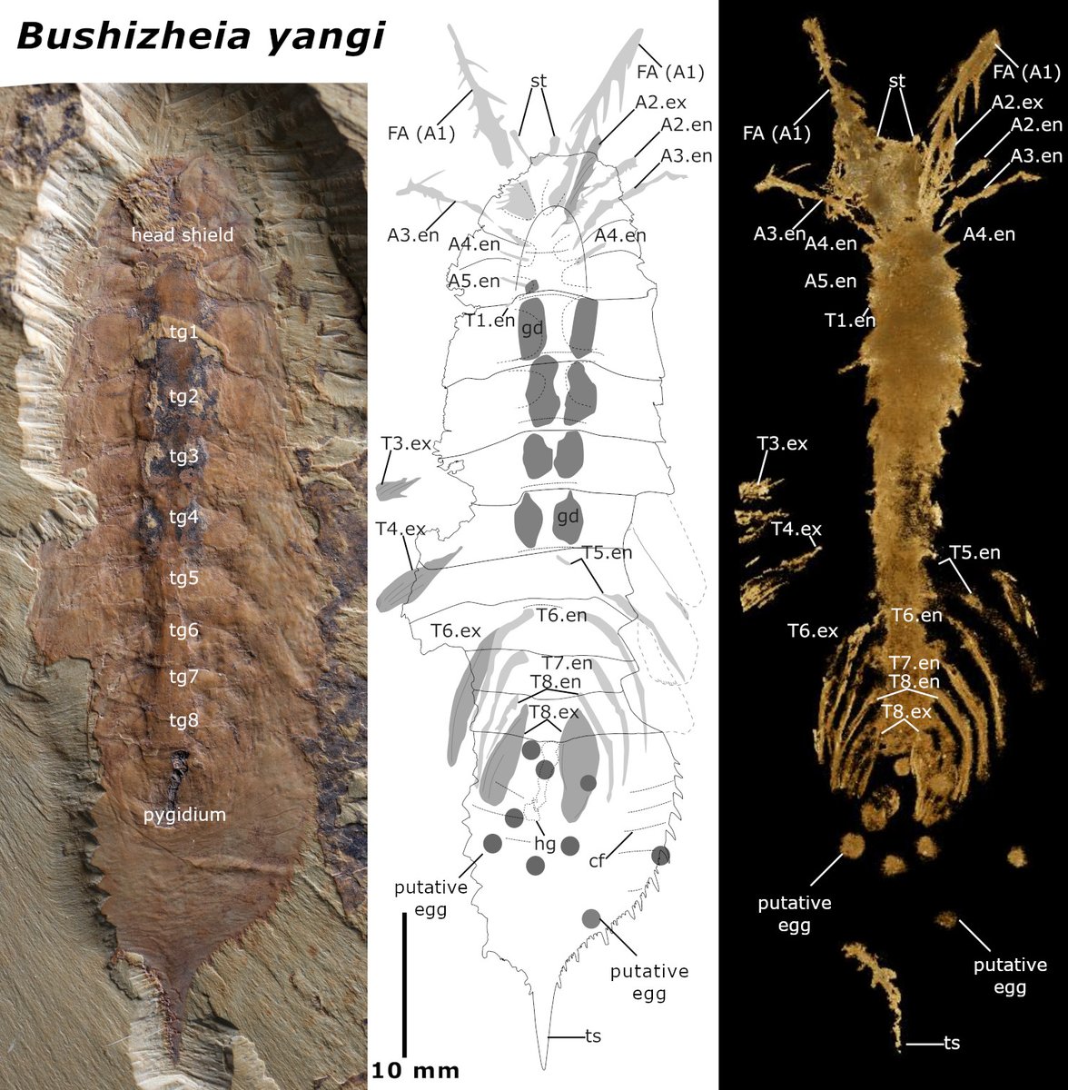 The early Cambrian Bushizheia yangi and head segmentation in upper stem-group euarthropods onlinelibrary.wiley.com/doi/full/10.10… @uniofleicester @LeicesterPalaeo @MorphoSource @MorphoBank @wileyearthspace