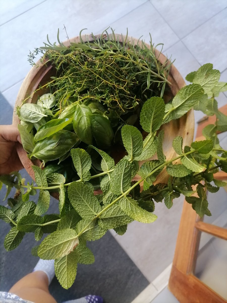Harvested some herbs from my garden 💚