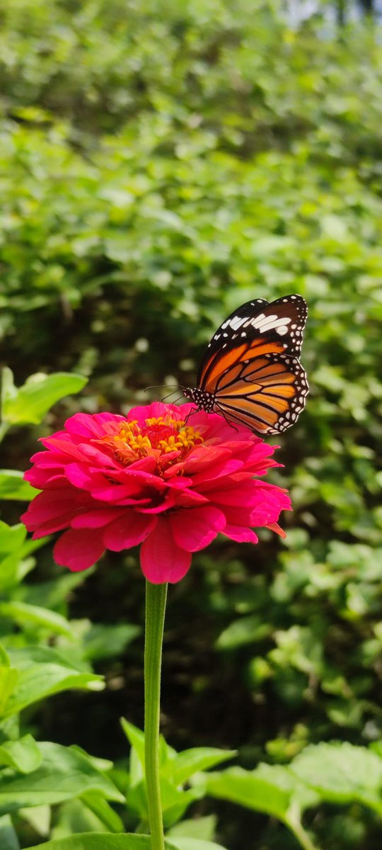 Saw a striped tiger 🦋today...also known as the common tiger ... Unfortunately couldn't get a clear shot .This photo is from last year... #TitliTuesday @IndiAves @savebutterflies #nature #NatureLover #NaturePhotograhpy #TwitterNatureCommunity #ThePhotoHour #biodiversity