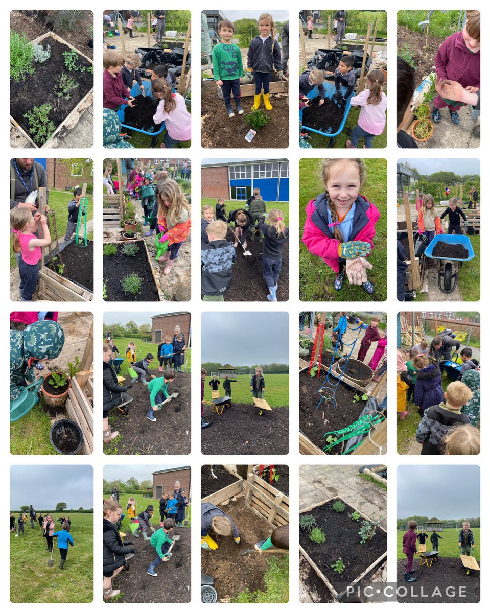 The lions worked super hard in the sensory garden this morning! It’s looking amazing! Beyond proud of their enthusiasm, team work and work ethic! You’re all incredible!🦁🌸🌻🌿 #sensorygarden #forestschool @Astley_Primary