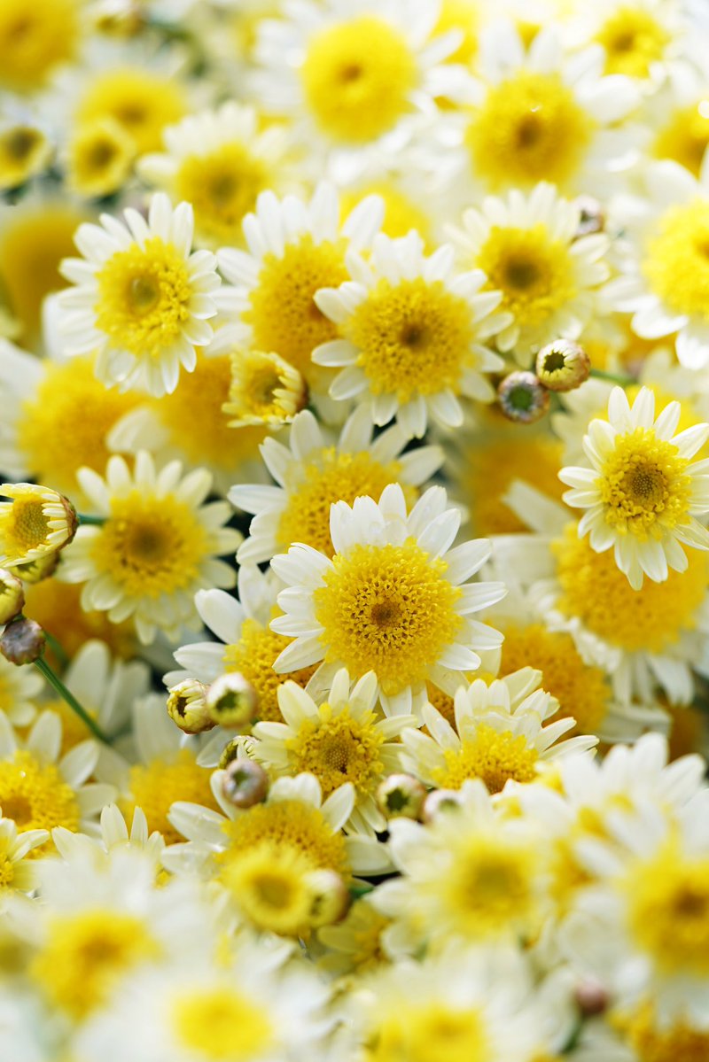 Oh, nature's tiny daisy-like flowers look so vibrant and beautiful in this close-up photo! The yellow centers and white petals are simply stunning. #NaturePhotography #FlowerLover
