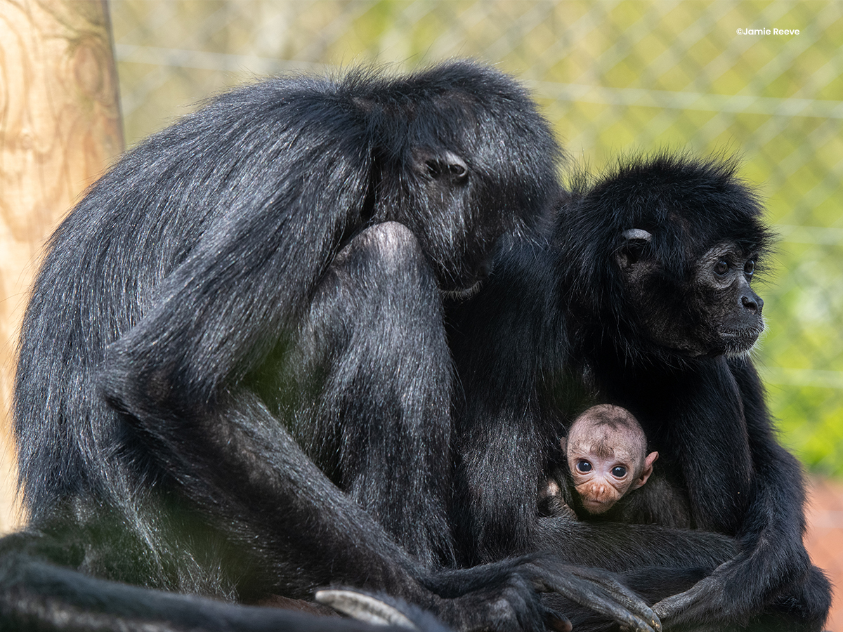 🕷️🐒 Congrats to @ColchesterZoo on their new spider monkey baby!

Read more: ow.ly/hY1f50RyhnV

📷 Nina Day, Jamie Reeve