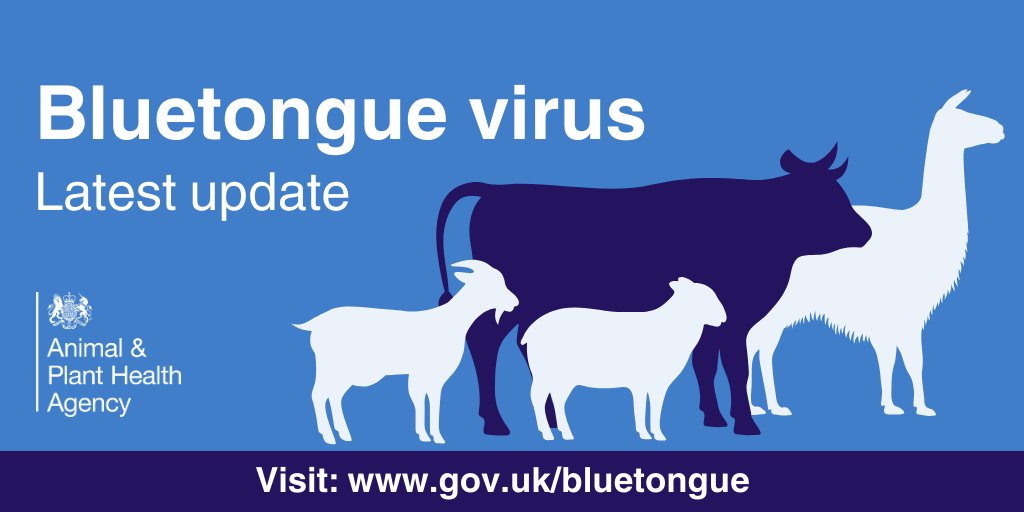 The latest bluetongue virus risk assessment has been released. Please check the latest info on GOV.UK: gov.uk/bluetongue, GOV.SCOT: gov.scot/bluetongue & GOV.WALES: gov.wales/bluetongue-vir….