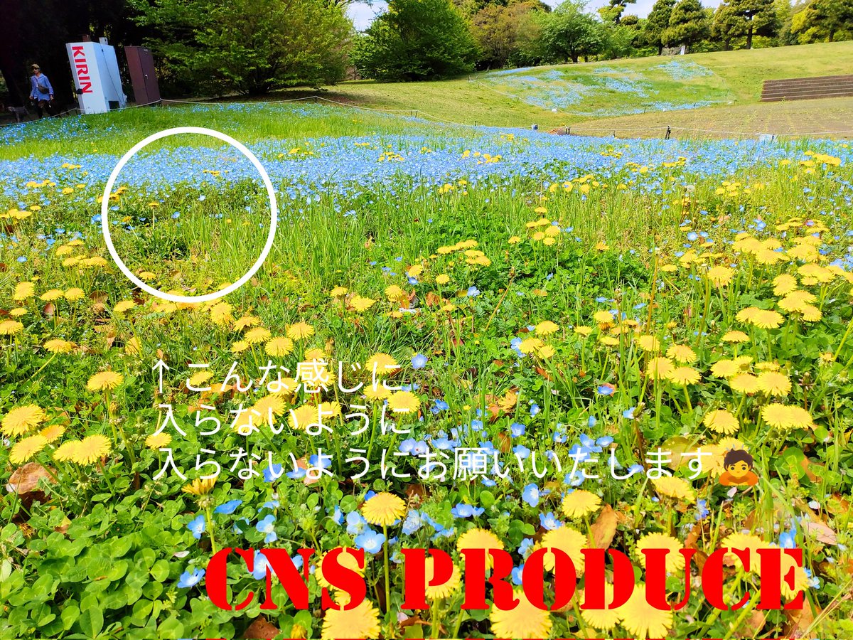 相模原公園ロケーション
芝生広場＆イベント広場
芝生広場はとても広くどこまでも続く芝を
感じられるスポット。
周りは木々に囲まれ一番自然を感じながら撮影を
楽しめるスポットになります。
また、春にはネモフィラも咲くスポットです。
#CNSコス　
#神奈川県
#相模原市
#コスプレ…
