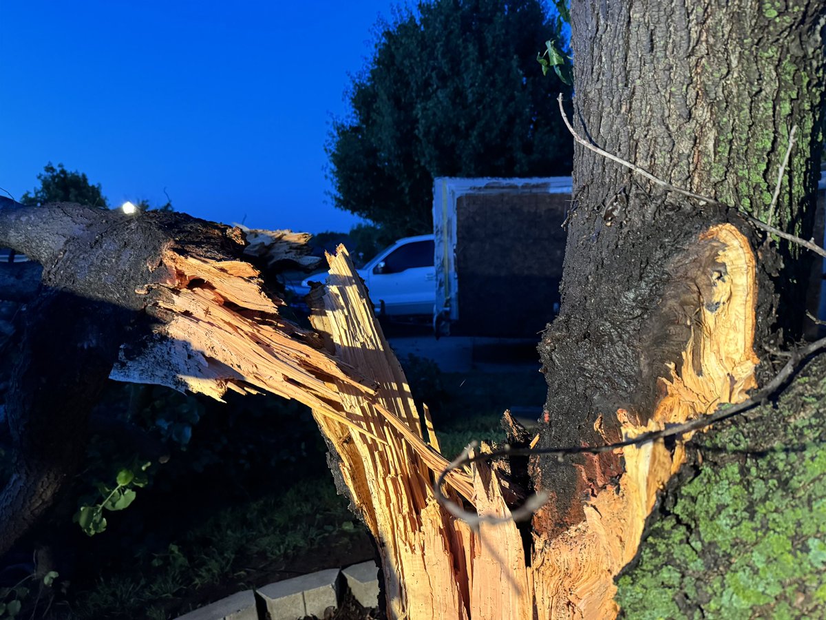 ⚡️Check out this tree in Moore, looks like it was struck by lightning last night. -#okwx @OKCFOX