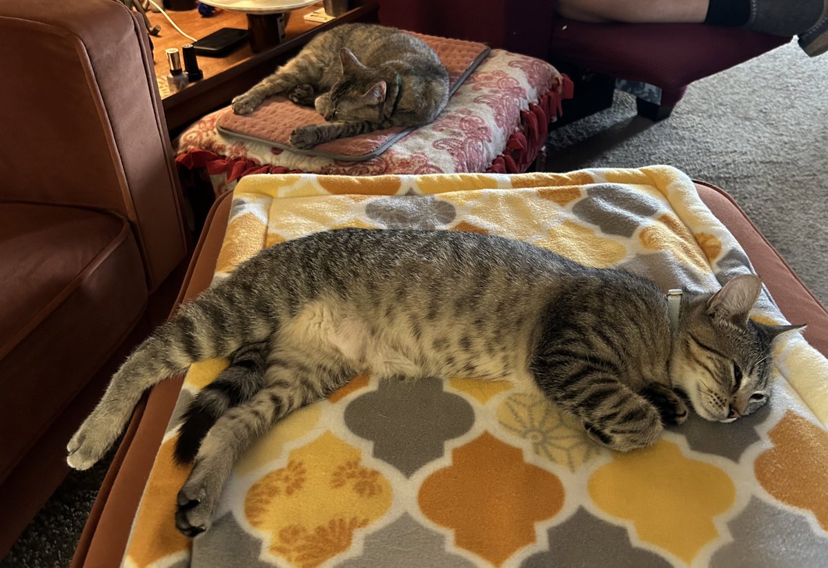 It really is #TakeANapTuesday for us (Lester in foreground) The phones went off at 1:30 this morning cuz of a tornado warning ⚠️ we were put in our carriers & to the basement. We are all fine, it missed us but everyone is tired this morning #CatsOfTwitter #CatsOfＸ #TabbyTroop