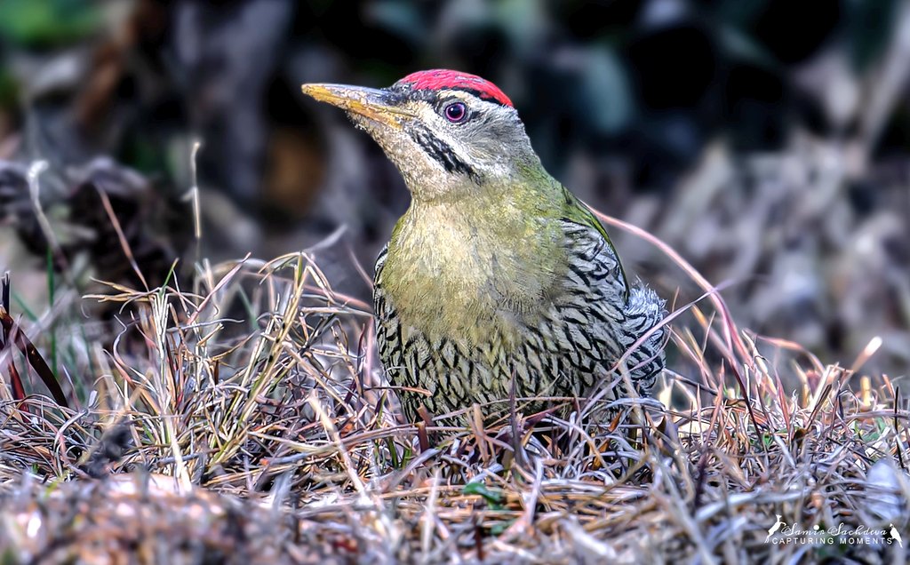 Scaly bellied Woodpecker #IndiAves #TwitterNatureCommunity #BirdsOfTwitter #birds #NaturePhotograhpy #ThePhotoHour #naturelovers #wildlife #Uttarakhand #woodpecker #birdwatching #closeup #BBCWildlifePOTD #birdcpp #scalybellied