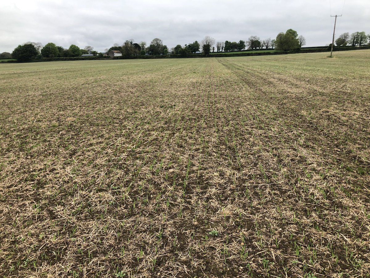 49 days since photosynthesis was turned off in this field. It’s back on! Gretchen barley. 
#arableireland
#covercrops
#conservationag 
☀️➡️🌻🌾➡️🪱