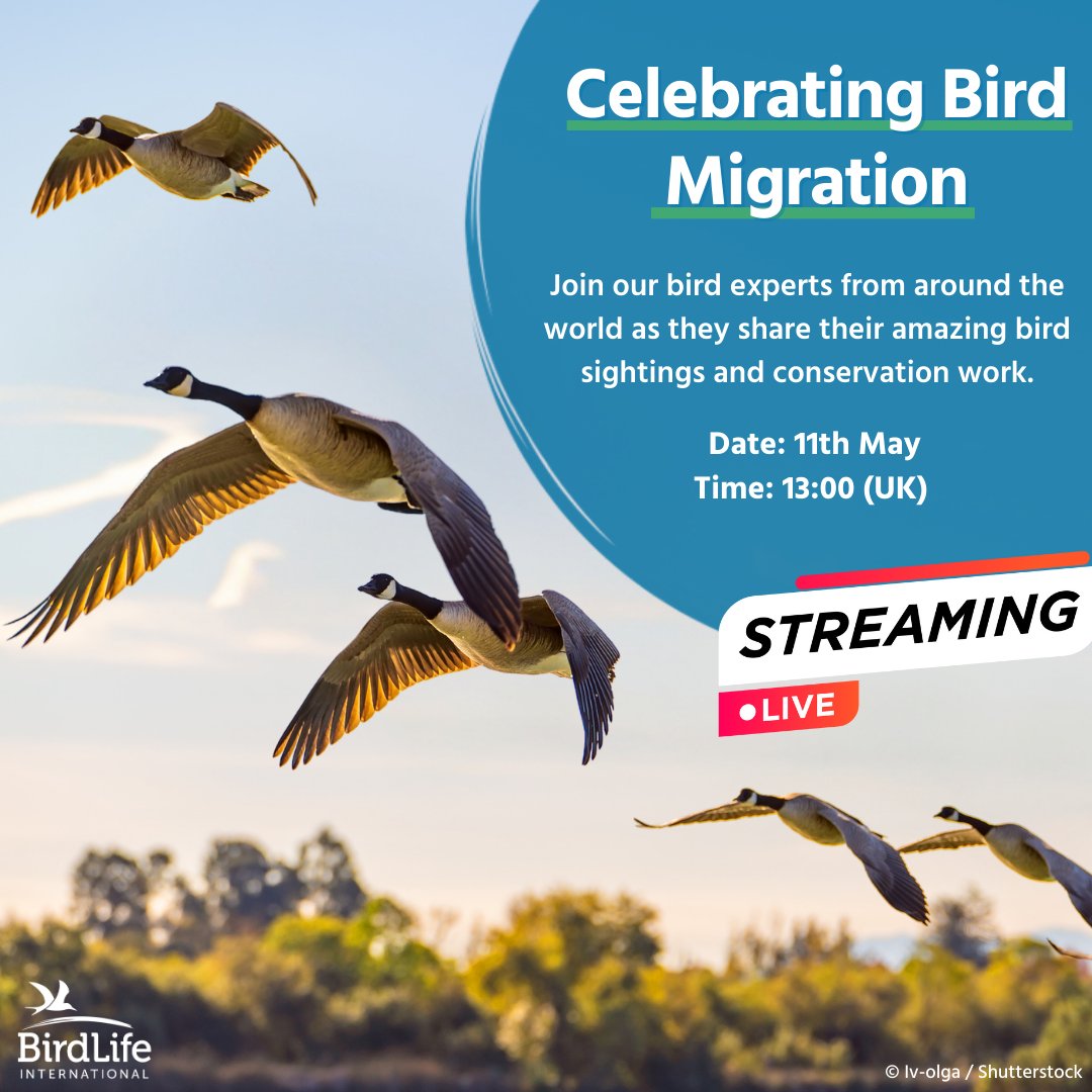 Calling all bird lovers! 🦜✨ Don’t miss our Facebook livestream on May 11th as we celebrate Global Big Day and World Migratory Bird Day with experts from around the world. Live from the field, we’re bringing together some of our Partners and supporters for fascinating…
