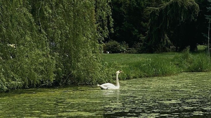 moodyonmoon's tweet photo. 🌳🦢🍃 https://t.co/tvQoGMomOj