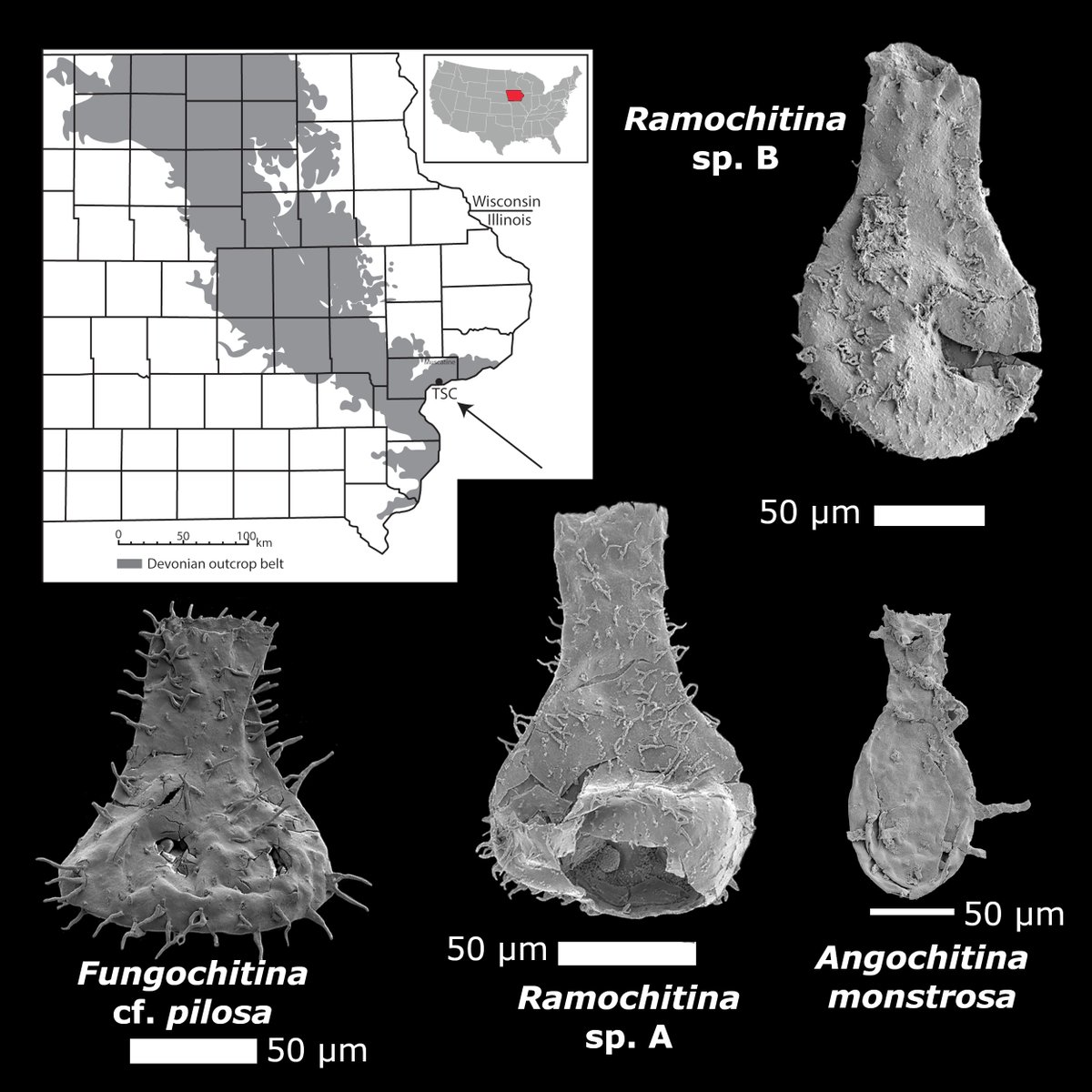 Chitinozoan response to the ‘Kellwasser events’: population dynamics & possible heavy metal poisoning in the Frasnian–Famennian mass extinction onlinelibrary.wiley.com/doi/10.1002/sp… @GeologyUGent #PapersinPalaeontology @wileyearthspace