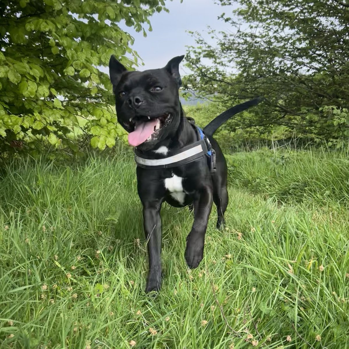 Happy #tongueouttuesday #frank