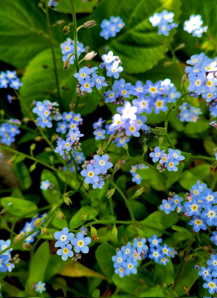 Fabulous Forget-me-nots in the sunshine.
#TuesdayBlue 💙😊