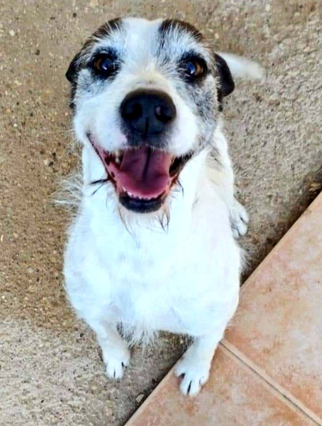 #Valencia ALFRED, alias Manchitas 4 años, 12 kiletes, activo,con todo al día y algo mal humorado a veces :) Preferiblemente adoptantes pacientes😉 WhatsApp:📱644 78 11 88