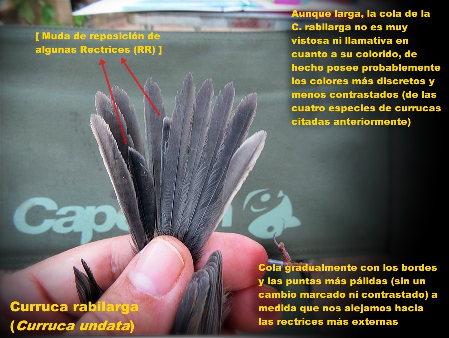 Grupo Ornitológico del Sur tweet media
