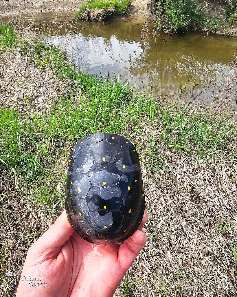 While surveying a stream for Wood Turtles last month, Kiley chanced on this #SpottedTurtle in the stream. He had seen this same #turtle last year in a shallow wetland nearby, but dry conditions this spring may have pushed this turtle to seek refuge in the stream. #Clemmysguttata
