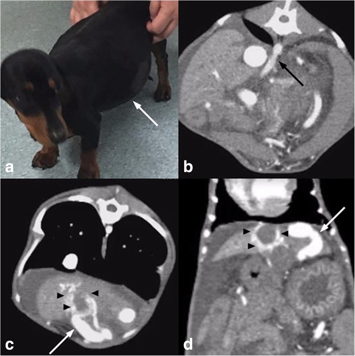 This study describes the use of the ‘pressure cooker’ technique for canine #HAVMs and novel use of PHIL and the Scepter XC balloon catheter, which may offer advantages over comventional endovascular techniques: cvirendovasc.springeropen.com/articles/10.11… #IRad