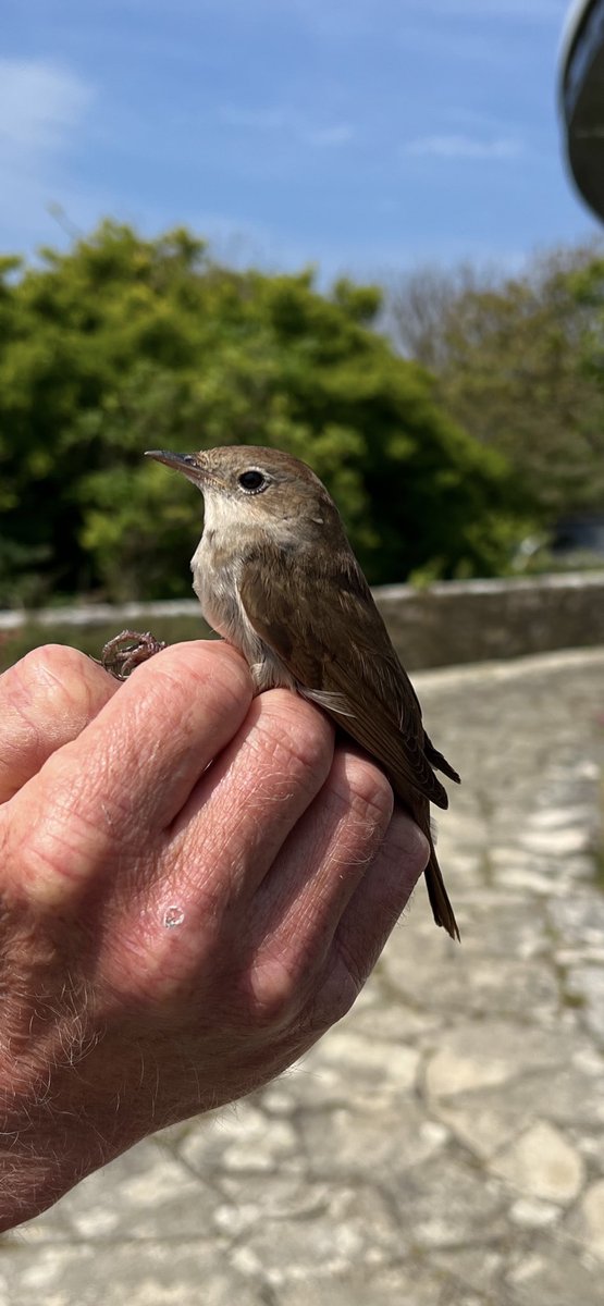 #mrmatt_ashman (@ashmanmrmatt) on Twitter photo Great day today, nightingale ringed under license <a href="/PortlandBirdObs/">Portland Bird Observatory</a>, thanks to all involved ๐ Great day today, nightingale ringed under license <a href="/PortlandBirdObs/">Portland Bird Observatory</a>, thanks to all involved ๐