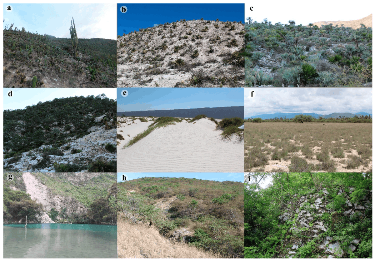 DiversityMDPI's tweet photo. 🏞️Welcome to read this paper

🌼Patterns of Richness and Endemism in the Gypsicolous Flora of Mexico

🔍by Ortiz-Brunel et al
Article Views 2942
Citations 4
#GypsicolousFlora #MexicanBiodiversity #EndemicPlants #ConservationResearch

🌐https://t.co/DCz5u0BNtV https://t.co/3JTdqkb3C0