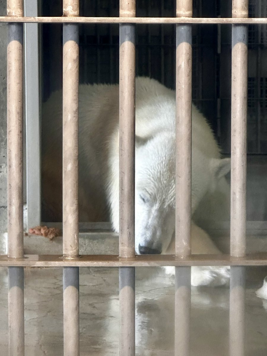 すや〜なゆめちゃん
おつかれさん😊
#王子動物園
#ホッキョクグマ
#polarbear
#ゆめ
2024.05.07