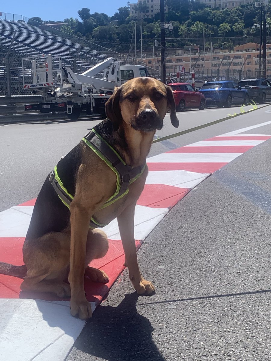 FJCVolmer's tweet image. ⁦@VerstappenCOM⁩ ⁦@redbullracing⁩ ⁦@F1⁩ #QueenKelby is already waiting for you at the harbour ⁦@GvtMonaco⁩ ⁦@ACM_Media⁩ #readytosupport although ⁦@LandoNorris⁩ ⁦@McLarenF1⁩ deserves a next win as well after Miami