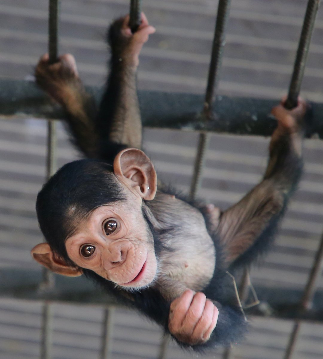 Adorable baby Chimp swinging around at Ngamba Island.😊

Travel with #MangoSafaris Uganda