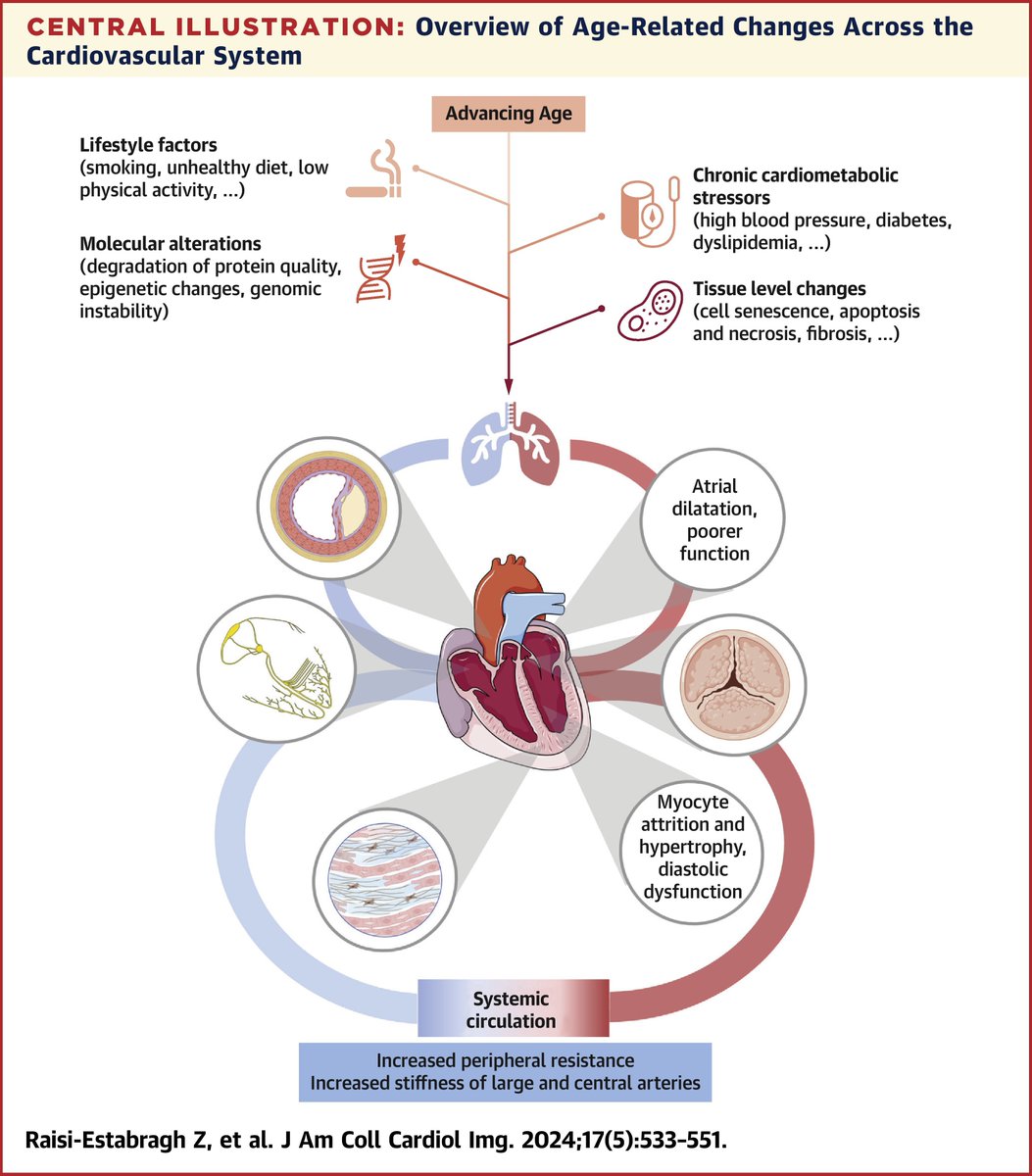 Noninvasive techniques for tracking biological aging of the cardiovascular system: JACC Family Series jacc.org/doi/10.1016/j.… #ageing #prevention #medtwitter via @JACCJournals