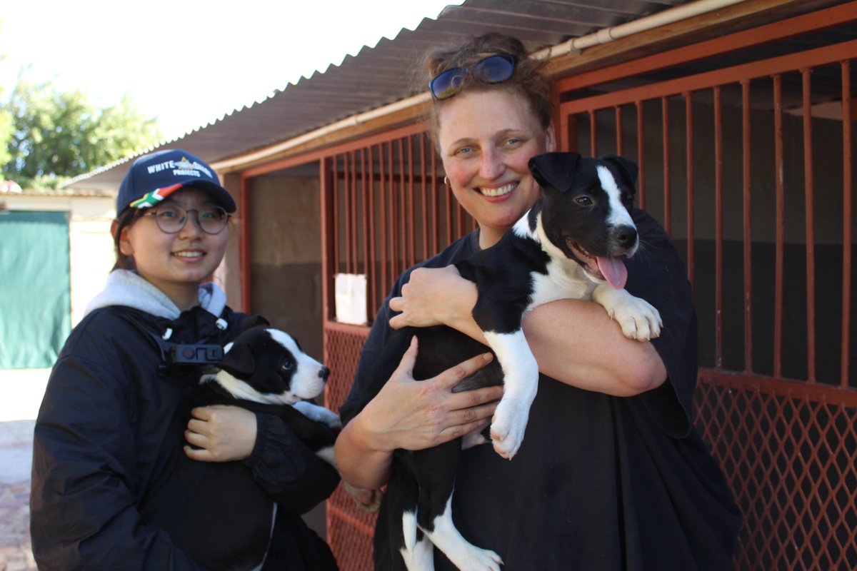 These two puppies are among the many others that are looking for loving homes! Please visit BARC Gansbaai Animal Welfare during your next visit to Gansbaai and consider adopting a furry friend! 🐶🐾❤️

#adoptdontshop #animalshelter #animalrescue #whitesharkprojects #animal #puppy