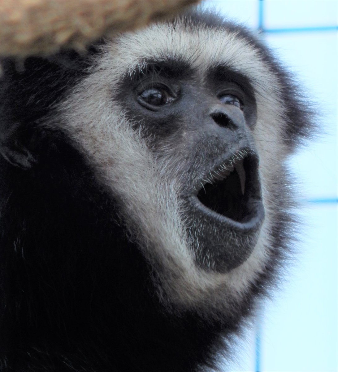 Have you heard Buddy WHOOT this season? We really believe his singing voice has improved. Listen to the gibbon during your next visit to Timbavati Wildlife Park. Open daily rain or shine. 9am-5pm. Unleash the adventure! #UnleashTheAdventureAtTimbavati #primates #tuesday #zoo