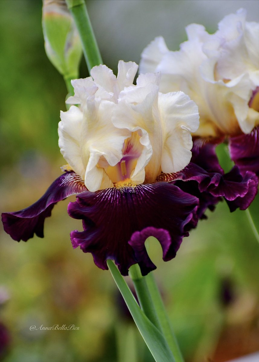 An absolute eye-catcher with her velvet wine ruffled falls that contrast with her creamy white standards and glowing orange beard … tall bearded iris ‘Twist of Sheree’💜 #gardening #flowers