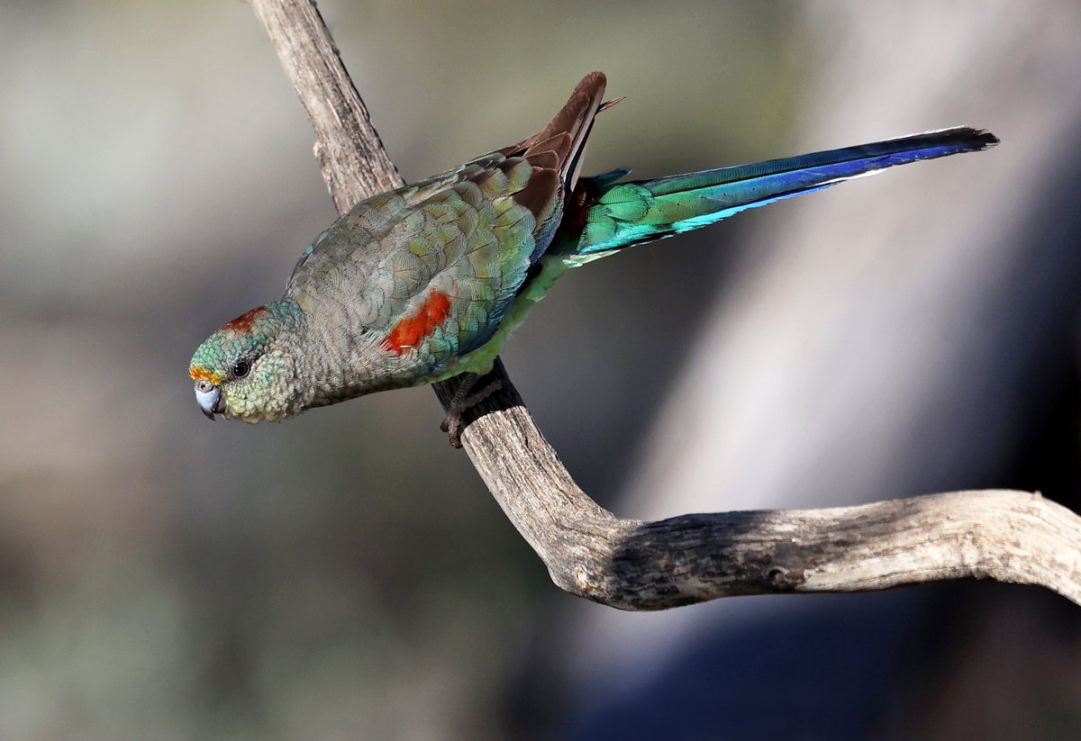 Okay ... so everyone really loves parrots ... and who am I to deny peeps that pleasure.
Here's a female mulga parrot at Gluepot.