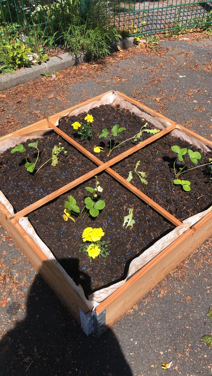 Collège Marcel PAGNOL, les élèves du club potager ont enfin pu planter leurs radis, salades,  fraises  quelques œillets d'Inde en complement. Il suffit désormais de vérifier et d'attendre les premières récoltes. en espérant que les élèves puissent manger quelques fraises.