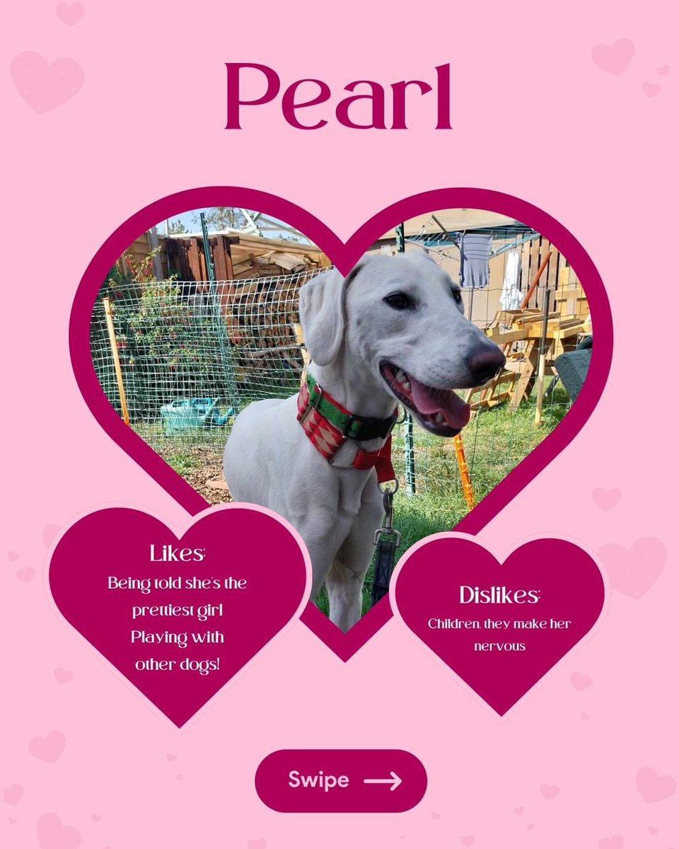 #rehomehour  #TongueoutTuesday pretty poppet on the lookout for a super duper home plz RT #Pearl #TeamZay @LurcherSOS