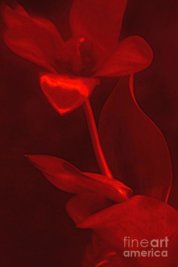 #LOVE for RED#FLOWER . by #AlexanderVinogradov
#prints -  buff.ly/3ycZA3i
 #wallartforsale #homedecor 
 #beautiful #prints4sale #giftsideas
#ArtForSale #ArtLovers  #alexander_vinogradov_photography  #giftsideas #photography #red #photographyisART #YearForART