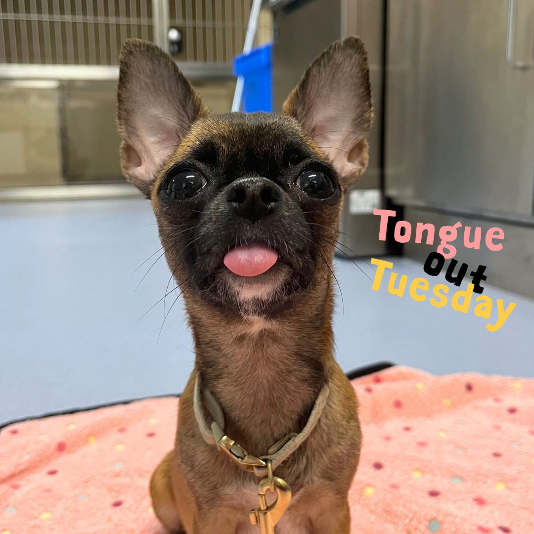 🐾 Violet just wanted to give you the tiniest blep for #TongueOutTuesday 😋💛 #DogsTrust #DogsTrustCardiff #Cardiff #tot #rescue #adogisforlife #adoptdontshop #Chihuahua #Tuesday