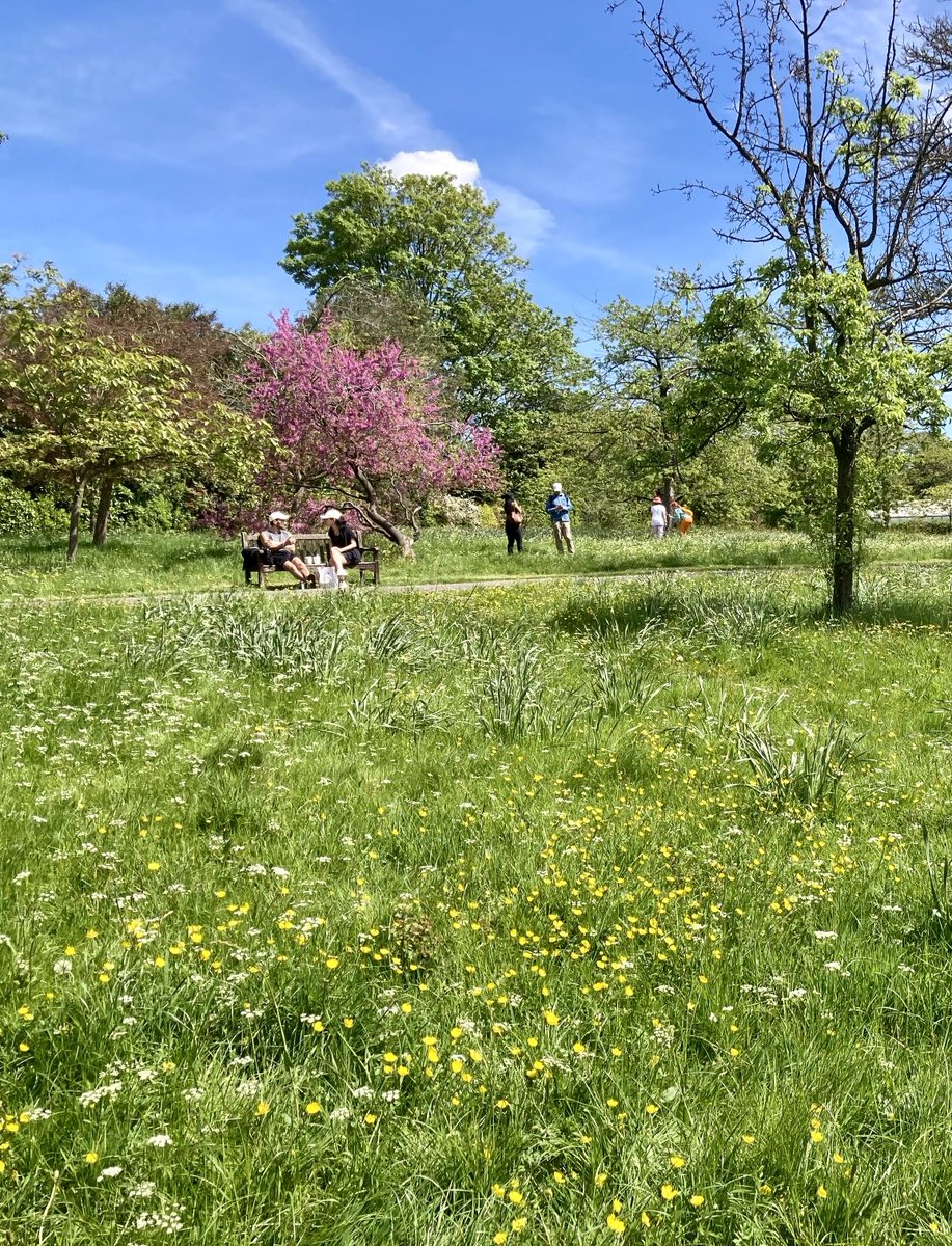 Golders Hill Park - gorgeous meadow!
#HampsteadHeath, London, this week