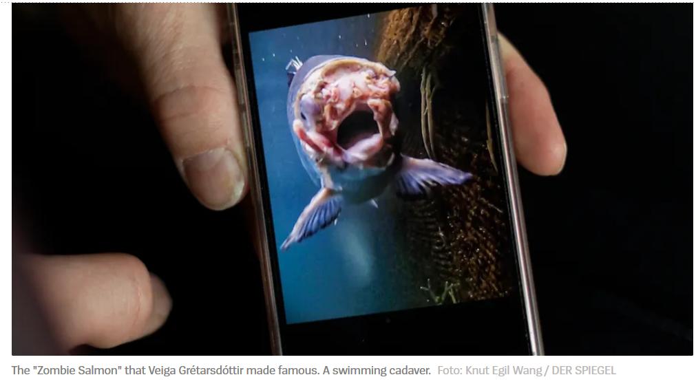 Spiegel International reporting on the 'Invasion of the Zombie Salmon' @SPIEGEL_English The Westfjords are also home to Veiga Grétarsdóttir, the activist who photographed the 'Zombie Salmon' spiegel.de/international/…