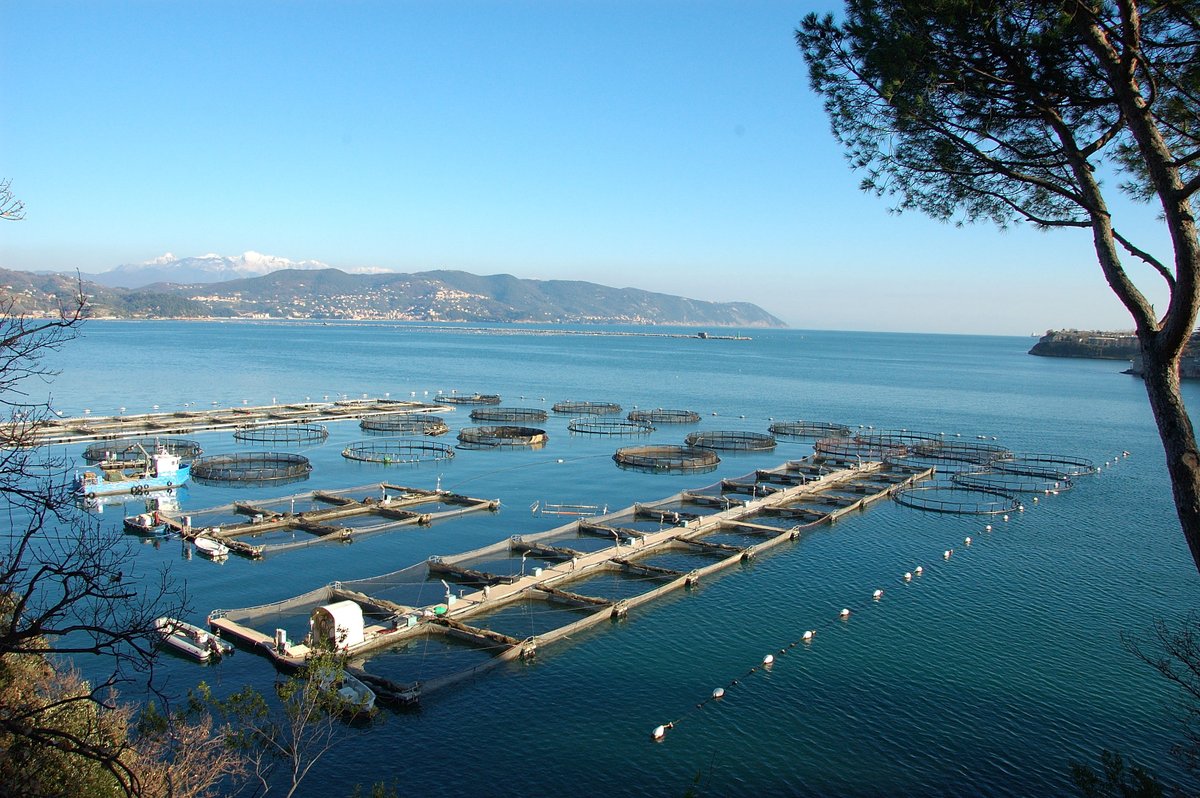 Did you know that aquaculture operations are subject to various regulations and standards related to environmental protection, food safety and animal welfare?

#AQUATECHinn #Aquaculture #BlueEconomy #Innovation