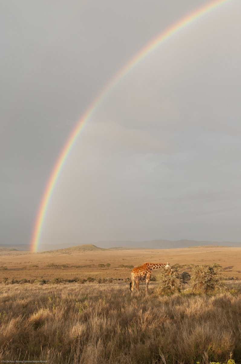 At LWF, we are dedicated to preserving this incredible environment and its amazing wildlife. Visit laikipia.org to learn how you can join us in our conservation efforts or support our work. Pc: Tui De Roy #LaikipiaWildlifeForum #LWF #Conservation #Nature #Kenya