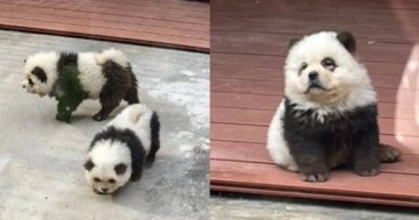 INAUDITO! Zoológico chino causa indignación entre los visitantes al descubrir que la exhibición de ‘pandas’ en realidad eran perros teñidos de blanco y negro.
