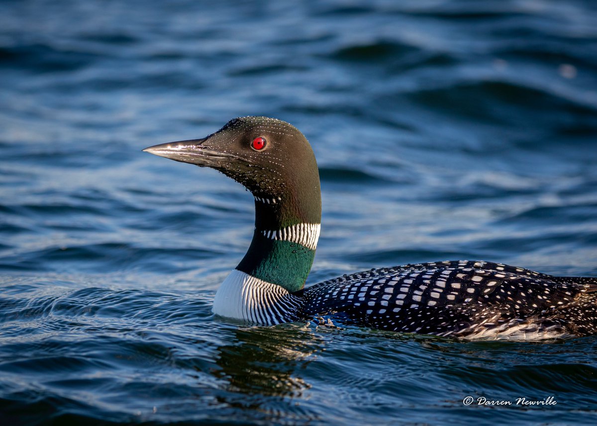 It always amazes me how close Loon's will pop up next to the boat. This one popped up about 10 feet off the back of my boar on Saturday. I think it just wanted it's picture taken.
Have a great day!

#lakelife #loon #Minnesota #Ottertailcounty #wildlife