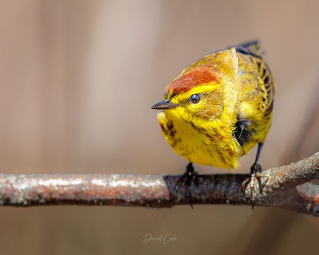 Good morning! Palm warbler, Amherst Shore Nova Scotia, May 2024, photographed by Dave Cole...