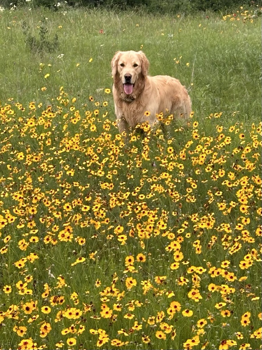 #TongueOutTuesday
I’m not stepping on the flowers today!