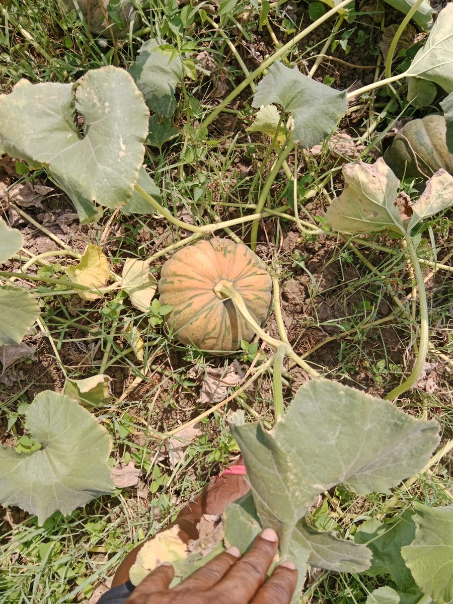 Inter-Mandi Online Trade of 6.87 MT Pumpkin on #eNAM from APMC Anandapur to Udala, Odisha on 06-05-2024 for ₹61830/- Quality produce, transparent prices. Toll Free No-18002700224 @AgriGoI @mygovindia @PIB_India @VocalForLocal